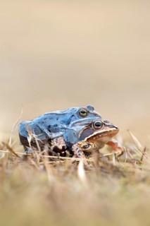 Moor frog