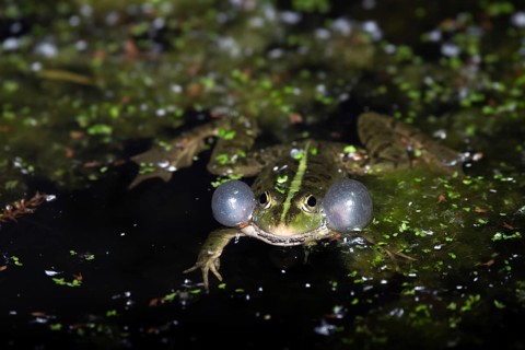 Marsh frog