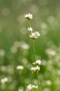 White beak sedge
