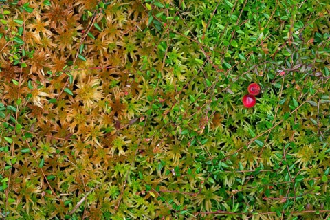 Small cranberry