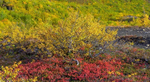 Low birch forest in autumnal colours