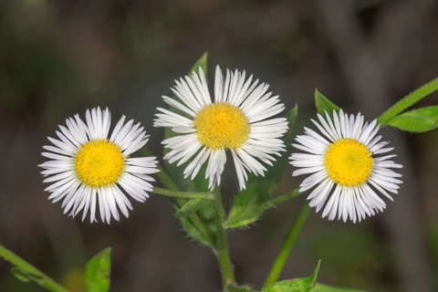 Daisy fleabane