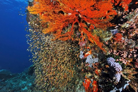 Shoal of Pigmy sweeper