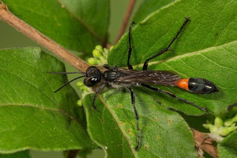 Red banded sand wasp