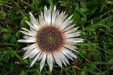 Silver thistle