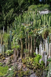 Cacti collection in the town garden of Ueberlingen on Lake Constance