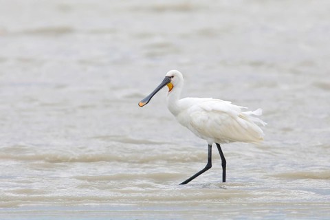 Eurasian spoonbill