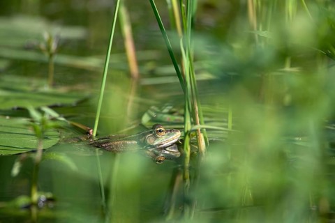 Marsh frog