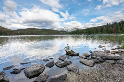 Small tree on a root on the shore of Pyramid Lake