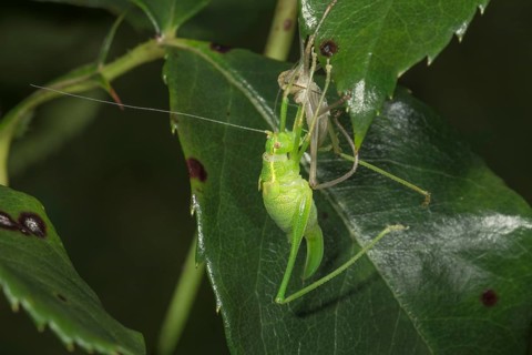 Punctate stick insect