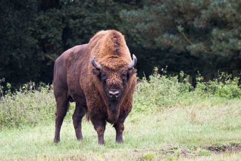 European bison