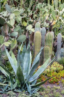 Cacti collection in the town garden of Ueberlingen on Lake Constance