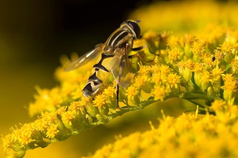 Hoverfly