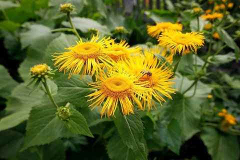 Elecampane