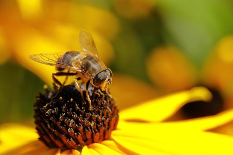 Dronefly