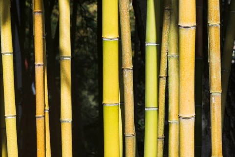 Bamboo