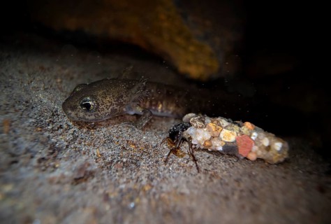Fire salamander