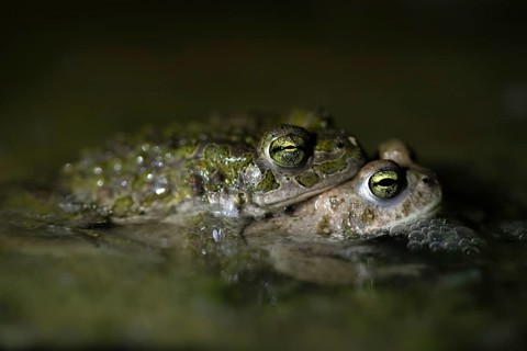 European green toad