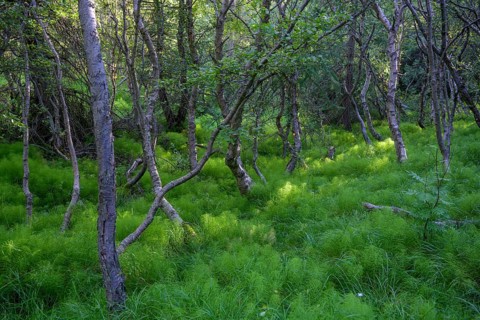 Birch forest and horsetails