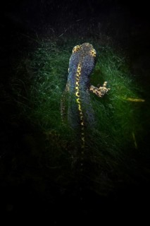 Alpine newt
