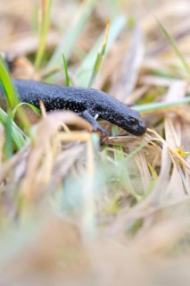 Northern Crested Newt