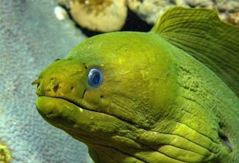 Green moray