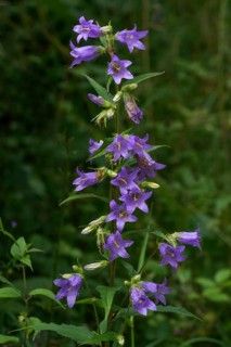 Nettle leaved bellflower