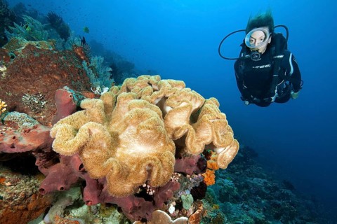 Diver looking at leather coral