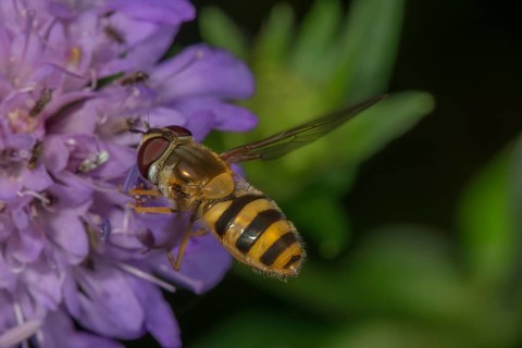 Large hoverfly