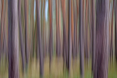 Pine