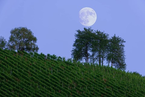 Moonrise over vineyard