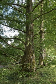 Coast redwoods