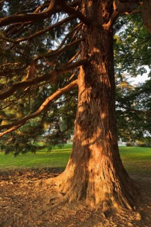 Giant sequoia