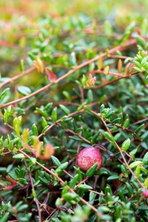 Small cranberry