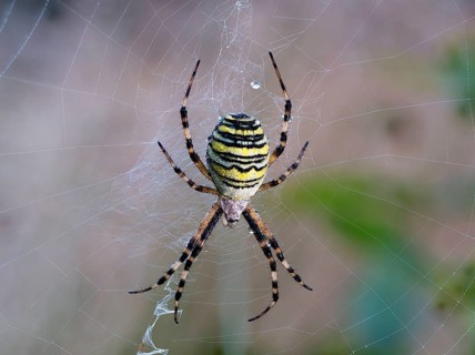Wasp spider