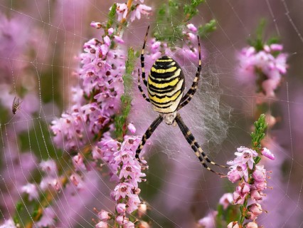 Wasp spider