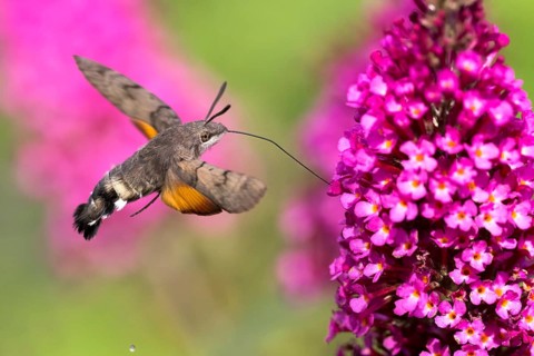 Hummingbird hawk-moth