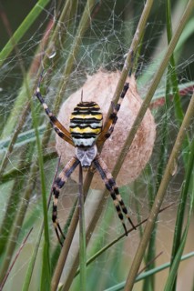 Wasp spider