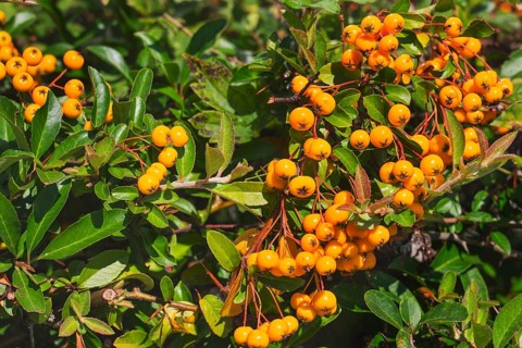 Firethorn