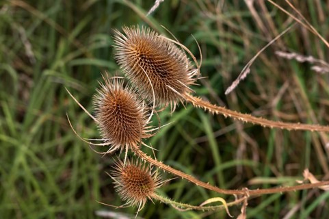 Weber's cardoon