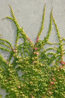Boston ivy