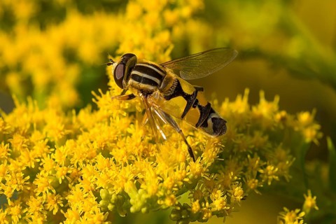 Hoverfly