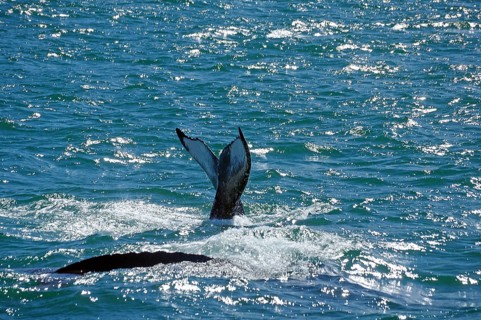 Fluke of a humpback whale and body of a humpback whale