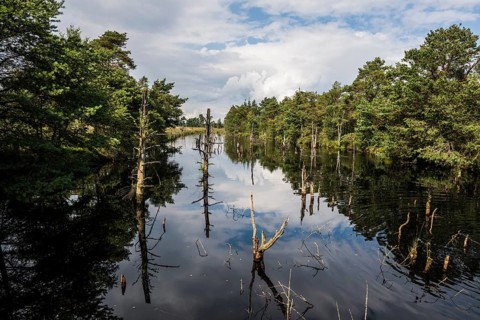 Pietzmmoor