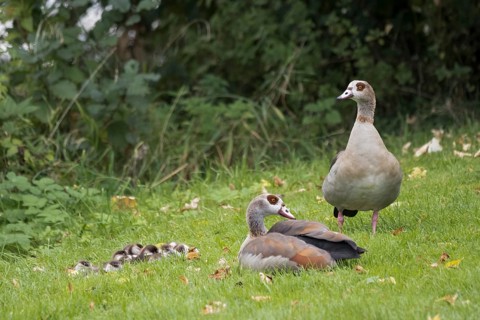 Pair of Egyptian Geese