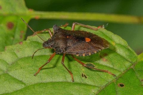 Forest bug