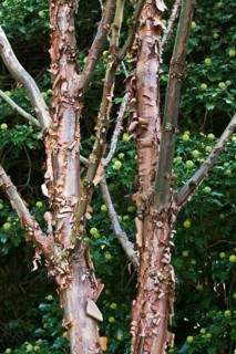 Paperbark maple