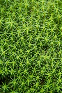 Polytrichum