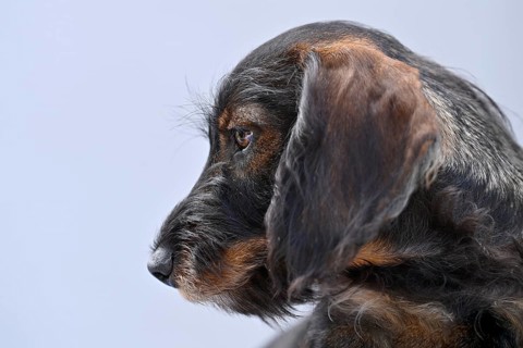 Wire-haired dachshund