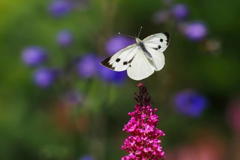 Cabbage butterfly